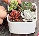 多肉如何种植-新手篇