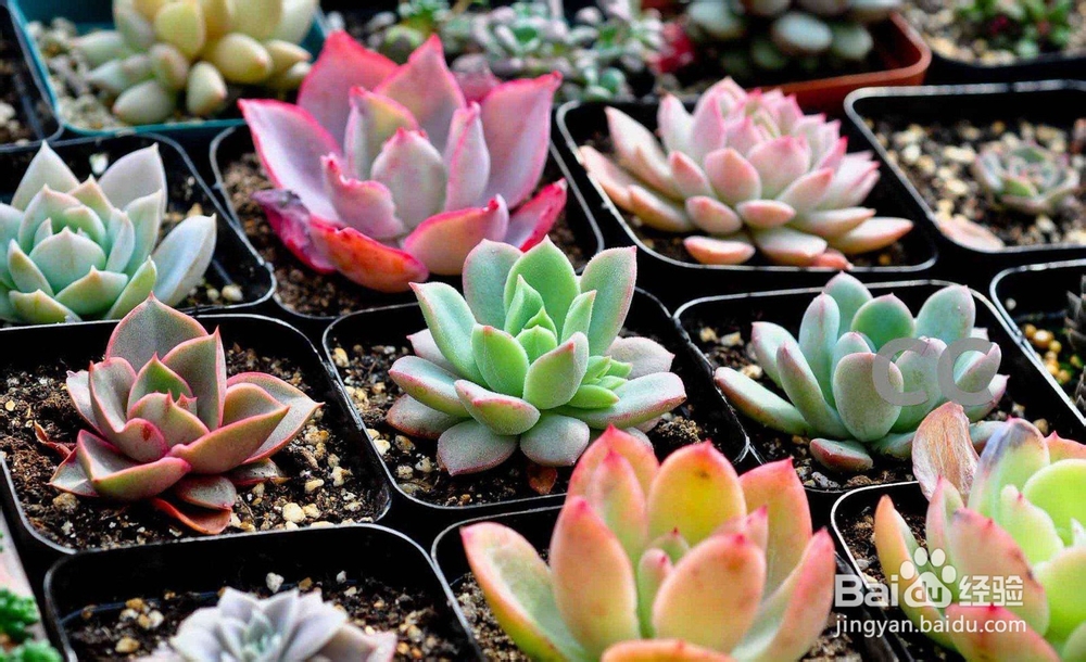 新手怎么养多肉植物
