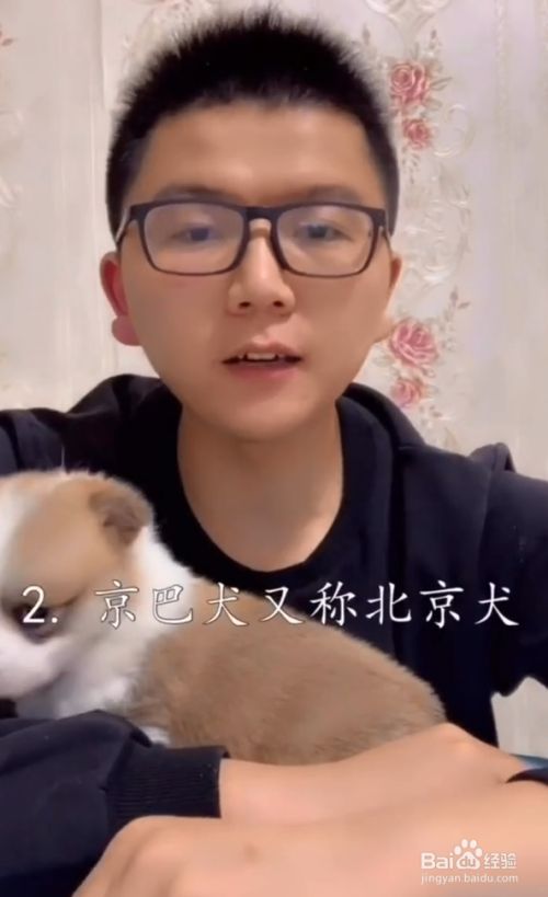 中国特有的五大犬种 百度经验 中国特有的五大犬种 百度经验