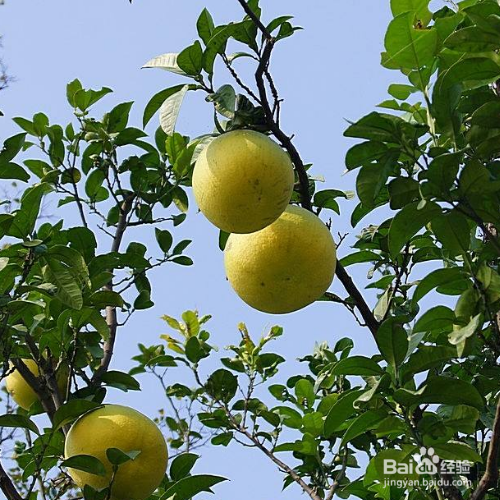 香橼的培育方法和注意事项