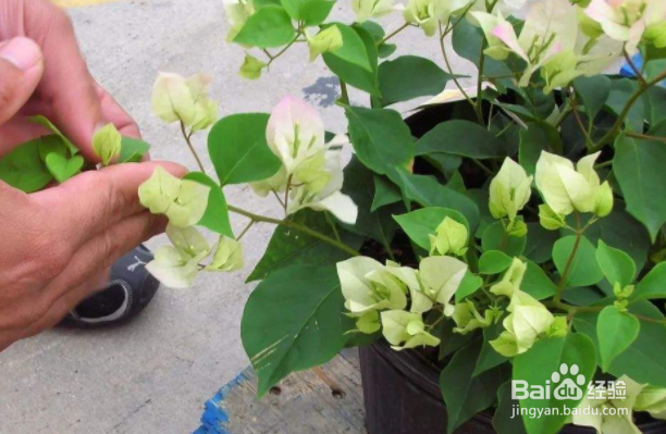 三角梅的修剪方法和注意事项？