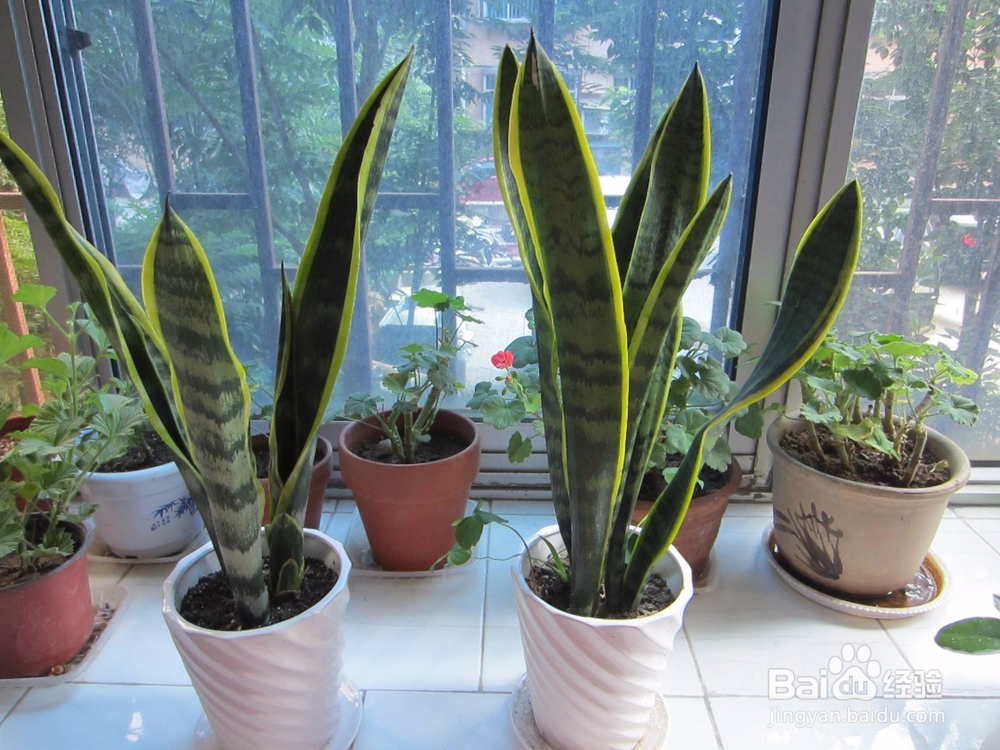 如何除掉房间异味？