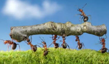 蚂蚁下雨天搬家的原因