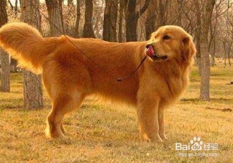 金毛犬怎样训练 重要的一点是有爱心