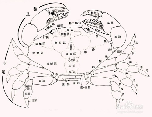 大闸蟹哪些部位不能吃?大闸蟹禁忌