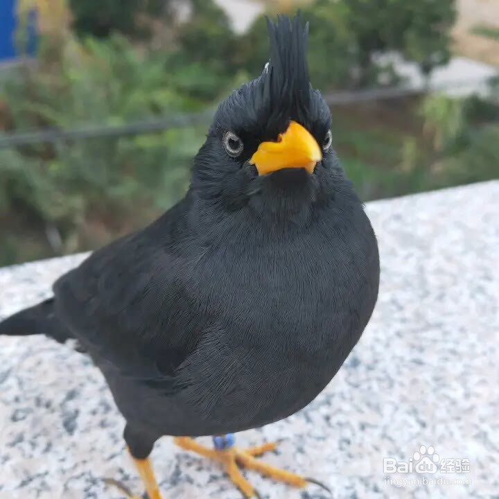 怎么挑选八哥幼鸟中极品