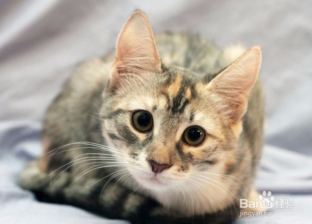 小猫一直叫的原因及解决办法