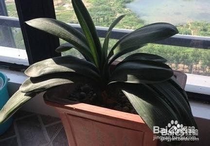 家中如何养好君子兰