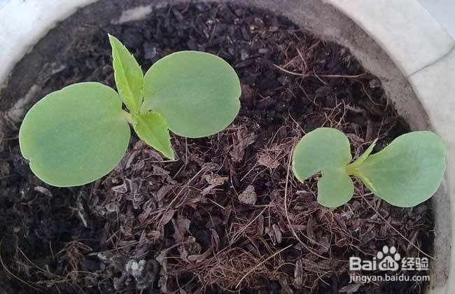 凤仙花泡酒外用的方法