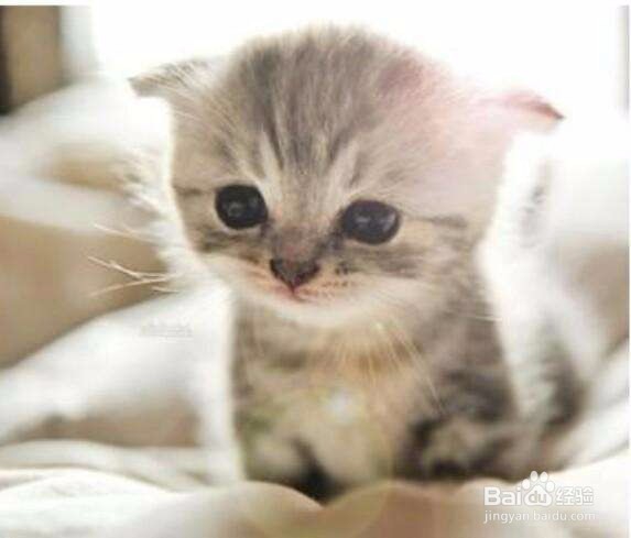 母猫生产后怎样照顾好小猫