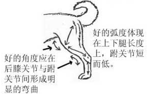 哈士奇的标准是什么