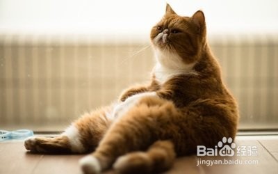 <b>想把自己家的猫养肥应该怎么做</b>