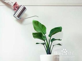 办公室盆栽怎么养