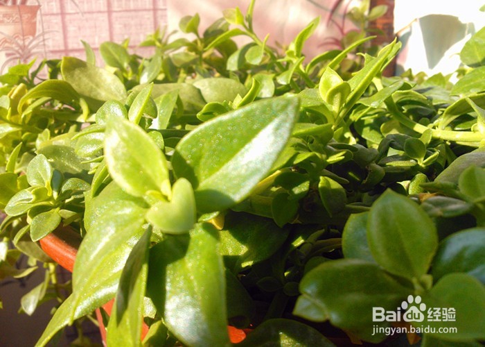 怎样拍摄生活画面