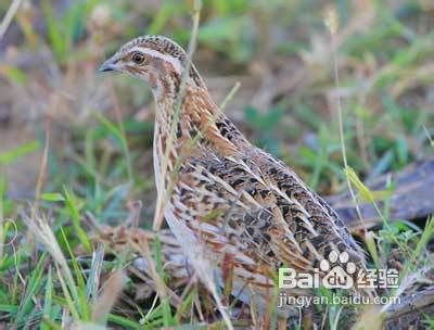 男性补肾壮阳的六种肉类食物推荐