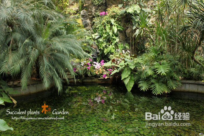 上海植物园（上）