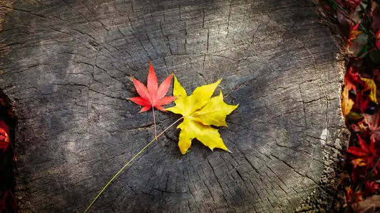 与露有关的网名带有诗意