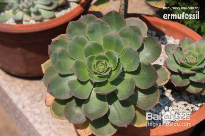 【多肉植物知识】多肉植物中的“缀化-锦-群生”