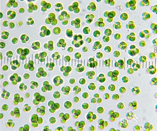 绿藻(小球藻)的“副作用”