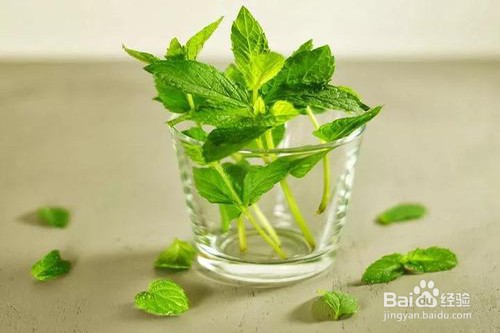 哪些花适合养在卧室