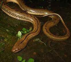 黄鳝冬季囤养技术