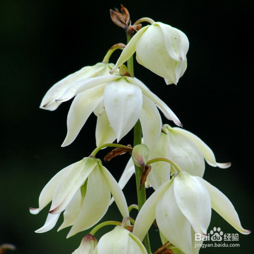 凤尾兰炭疽病该怎么办?