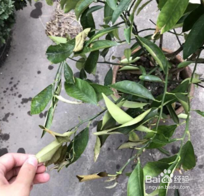 金桔盆栽叶子发卷掉光了如何补救