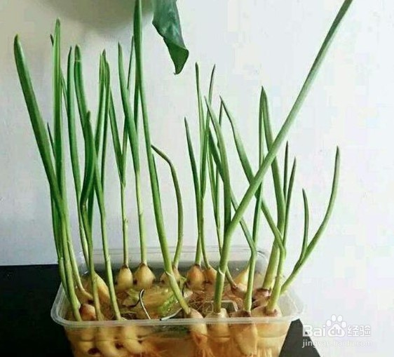 蒜发芽了怎么种水培蒜苗