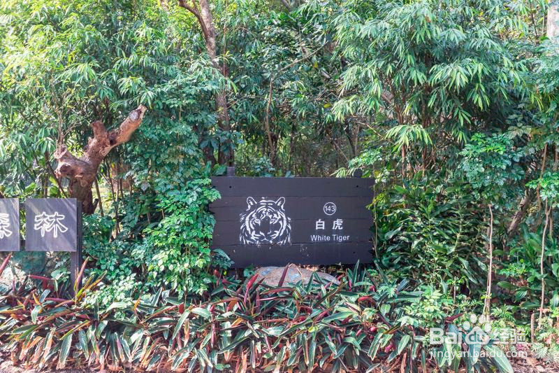 广州长隆野生动物世界攻略3