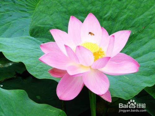 荷花如何种植与管理