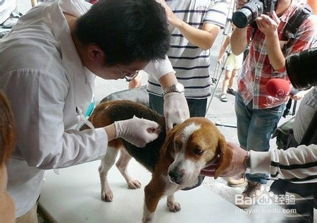 收养流浪狗你需要准备哪些？