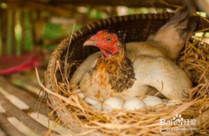 对付鸡不下蛋的方法