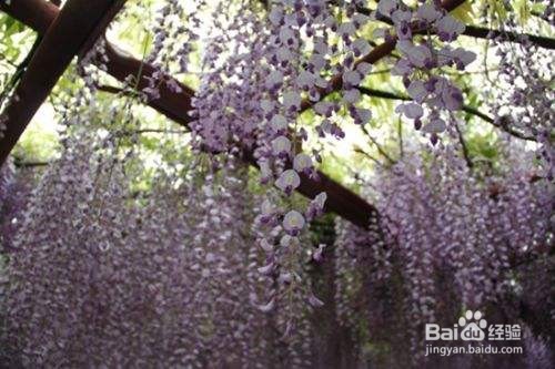 紫藤花修剪方法