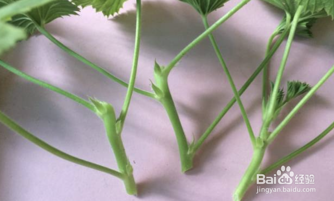 三角梅扦插生根最快方法