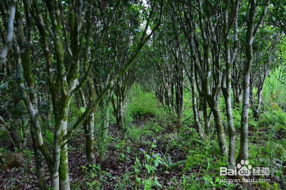 承宋单丛名贵古茶树如何人工护理