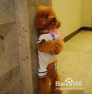怎么合理惩罚狗狗错误的行为