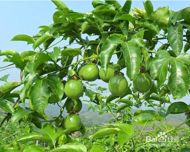 怎样修剪果树。