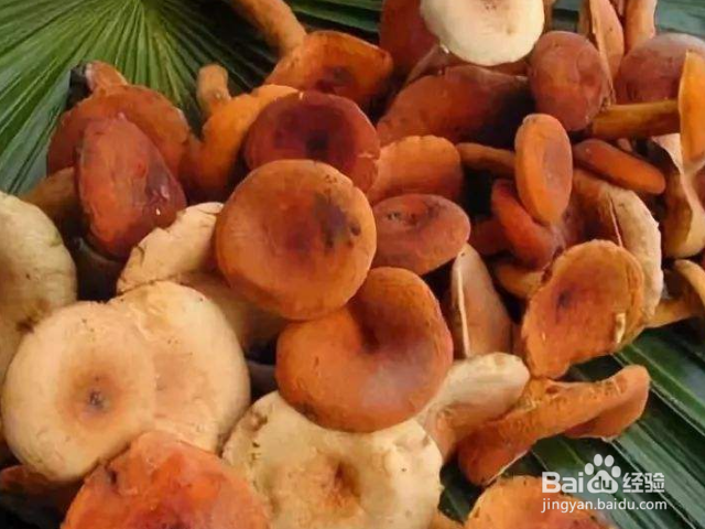 哪些菌类适合冬天种植？