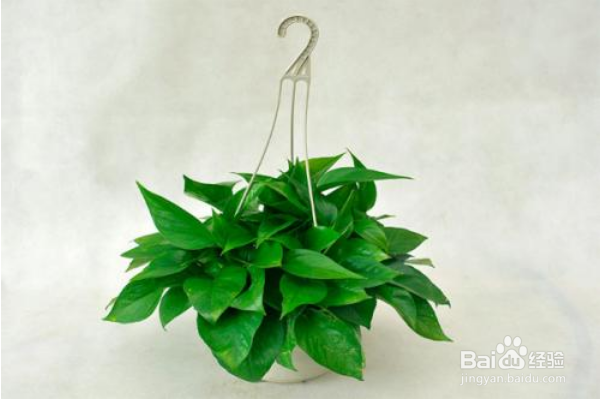 绿萝怎么养?
