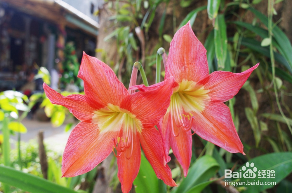 如何使用PS批量处理照片