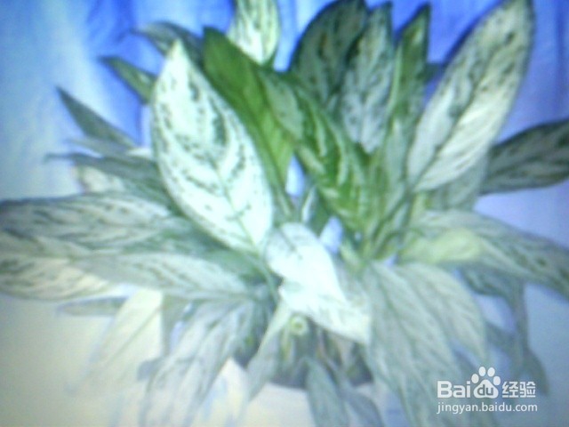 可净化空气的绿植有哪些