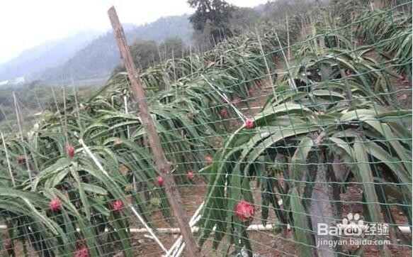 广州骑行攻略,大夫山之旅