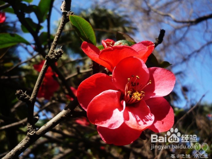 【春的迁徙】冬日，昆明观鸥攻略