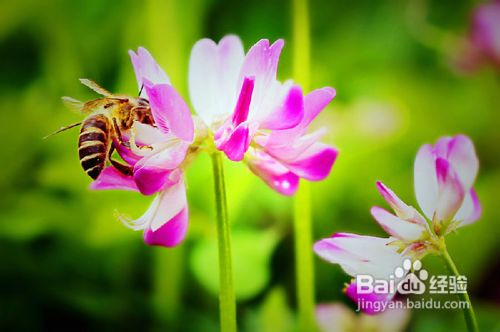 关于过敏性紫癜的症状