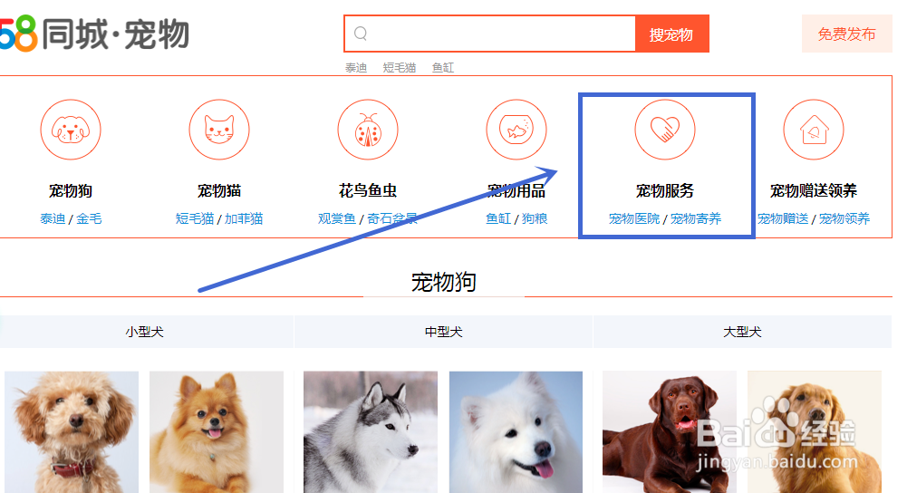 狗狗拉血便怎么办