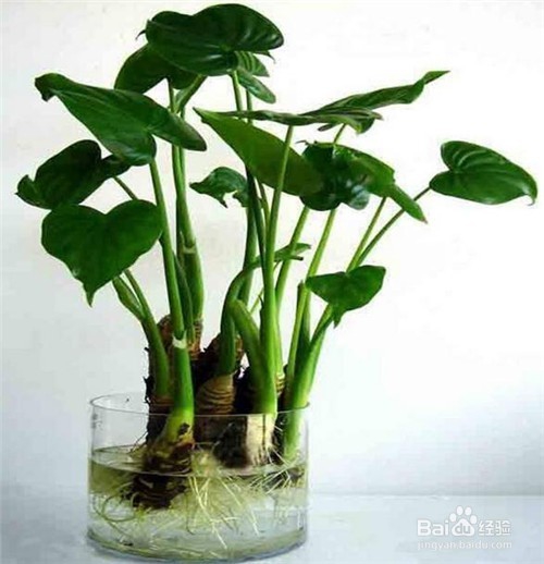 这7种菜放到水里就能长成盆栽，再也不用买花了