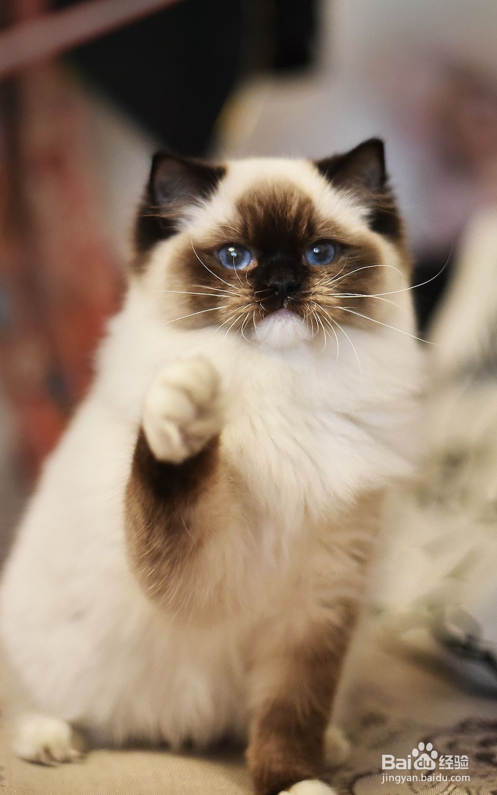 猫咪常见动作表情的解析