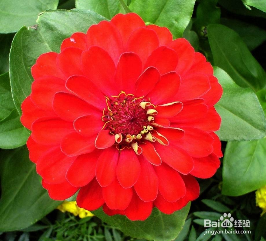 治疗精索静脉曲张吃什么好?