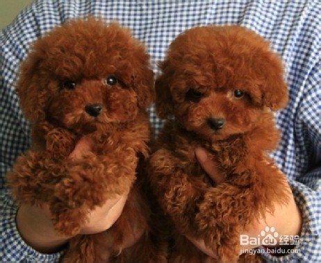泰迪犬营养不良怎么办如何补充营养