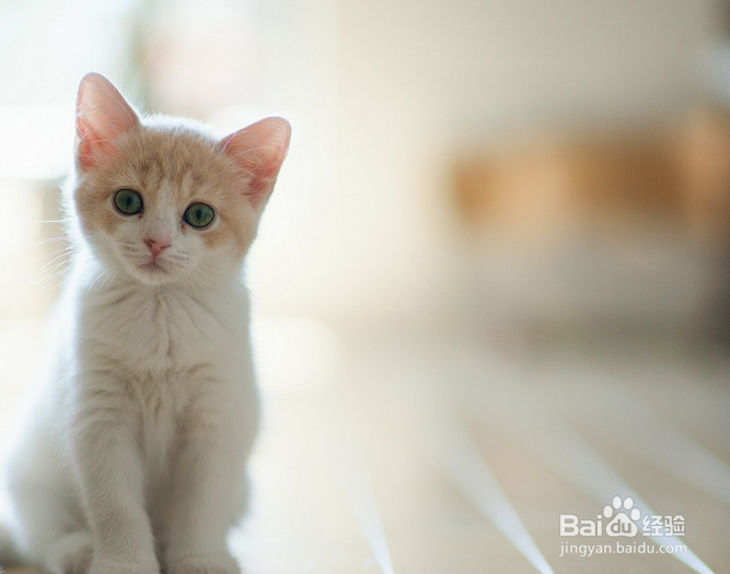 六招教你选择最好的猫粮!